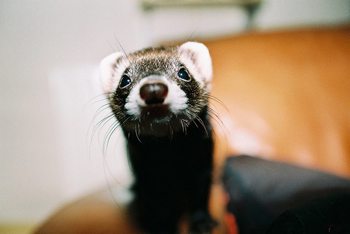 Guardian Camera Club: Matthew Roberts participates in the pet photography monthly assignment