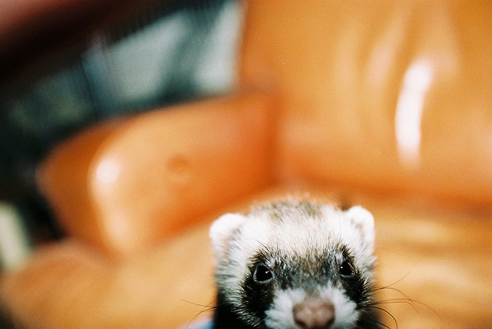 Guardian Camera Club: Matthew Roberts participates in the pet photography monthly assignment