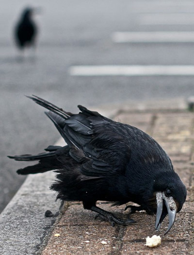 Blipfoto: Max Ellis's daily action 