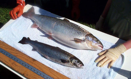 atlantic salmon food