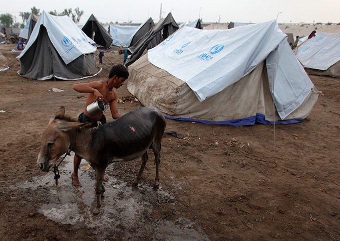 pakistan aftermath: A flood victim washes his donkey outside his tent
