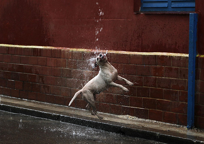 24 hours in pictures: A dog plays on a street under a heavy tropical shower in Havana