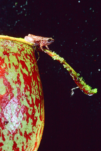 Week in Wildlife: newly-discovered species of a mini frog, named Microhyla nepenthicola
