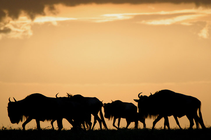 Week in Wildlife: wildebeest are seen at sunset in the Serengeti in Tanzania
