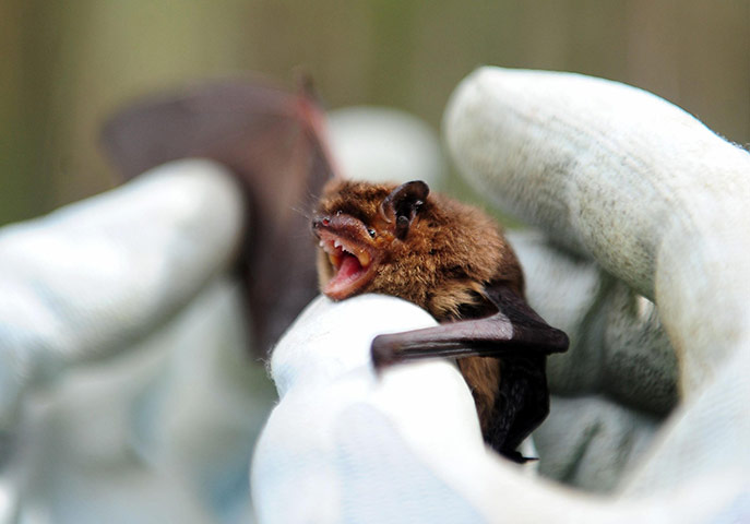 Week in Wildlife: Kielder Forest annual bat inventory