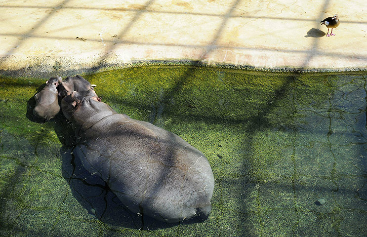 Week in Wildlife: A female hippopotamus calf born at Berlin zoo