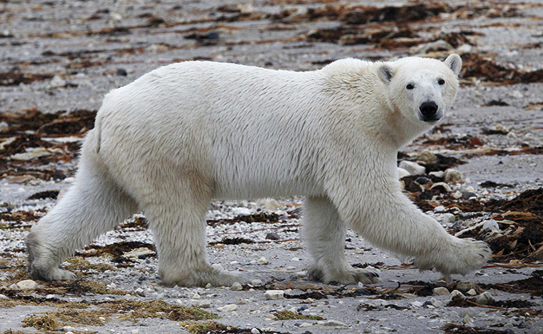 Week in Wildlife: A polar bear walks along the shore of Hudson Bay near Churchill