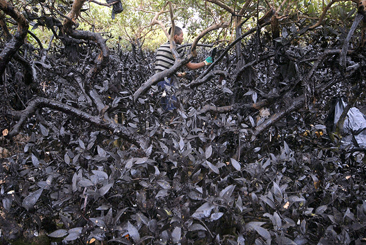Week in Wildlife: Indian cadets cleans mangroves which were marooned due to oil spill