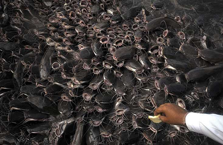 Week in Wildlife: A man feeds a piece of bread to catfish in Gadisar Lake at Jaisalmer