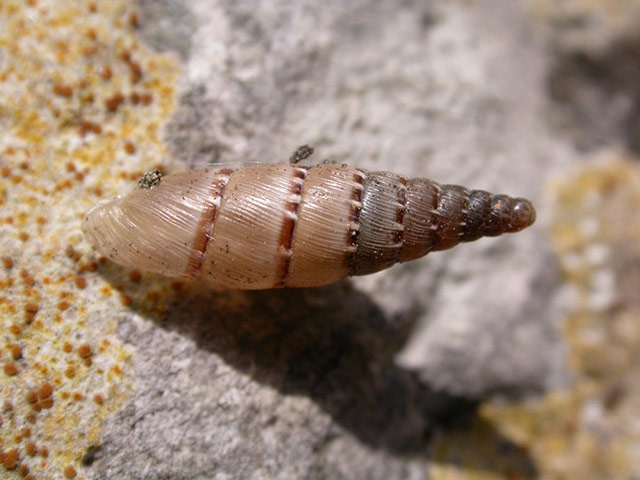 Week in Wildlife: Unnamed snail