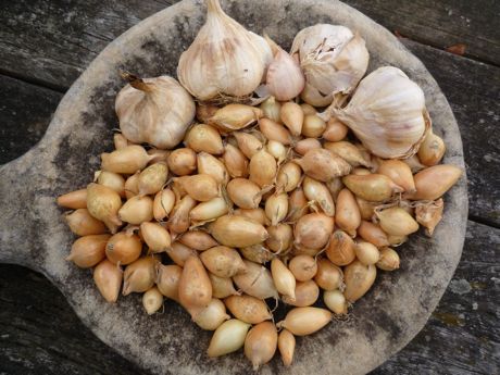 Overwintered onions produce the biggest and best bulbs
