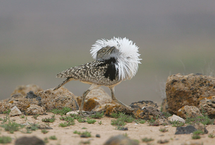 week in wildlife: Houbara Bustard