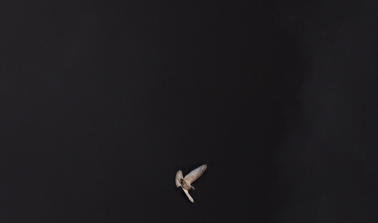 24 hours in pictures: Jandira, Brazil: A bird flies past a cloud of smoke 