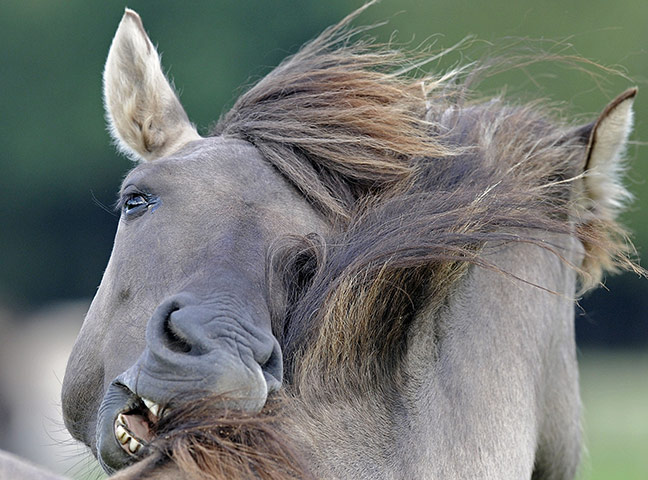 24 hours in pictures: Duelmen, Germany: Wild horses play