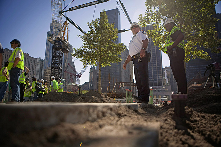 24 hours: New York, USA: One of the first Swamp White Oak trees is planted
