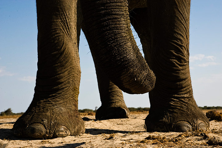 elephants: Elephants Photographed From Underground Bunker