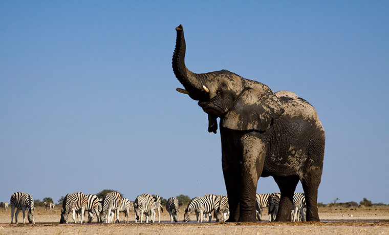 elephants: Elephants Photographed From Underground Bunker