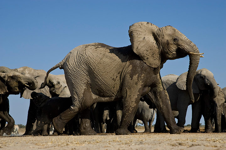 elephants: Elephants Photographed From Underground Bunker