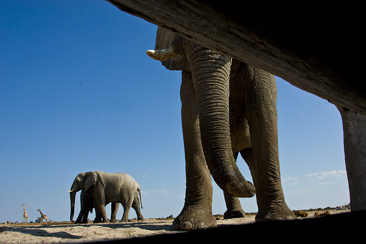 elephants: Elephants Photographed From Underground Bunker