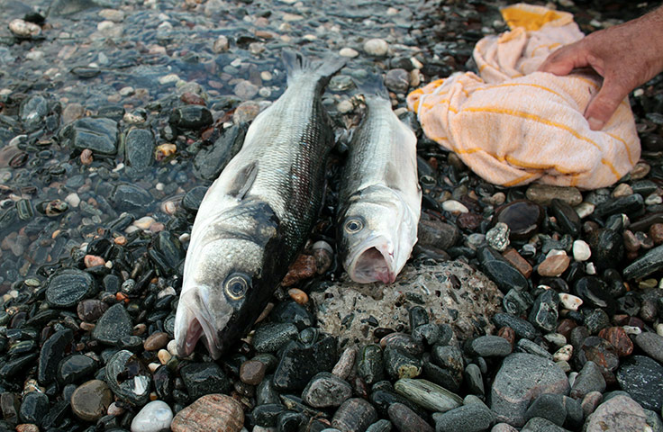 Helston fishing: Recently caught fish are left on the water's edge in Cadgwith cove 