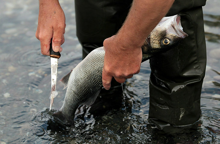 Helston fishing: A fisherman fillets his catch in Cadgwith cove