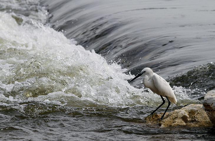 24 hours: Shahdad Kot, Pakistan: A white heron waits to catch fish from floodwater
