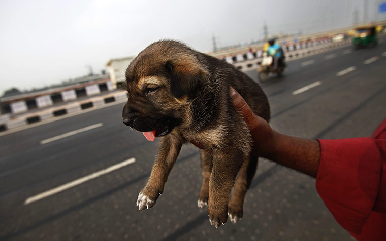 24 hours: New Delhi, India: A jobless man holds a stray dog to sell it to commuters