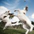 Guardian Camera Club: Alistair Haimes participates in the pet photography monthly assignment.