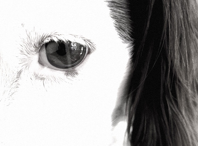 Guardian Camera Club: Alistair Haimes participates in the pet photography monthly assignment.