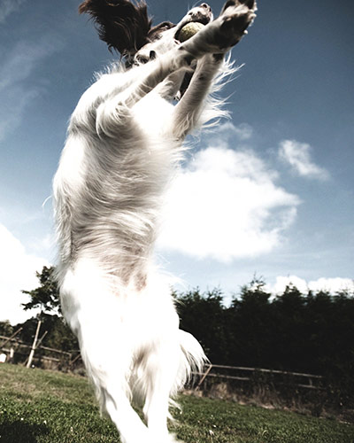 Guardian Camera Club: Alistair Haimes participates in the pet photography monthly assignment.