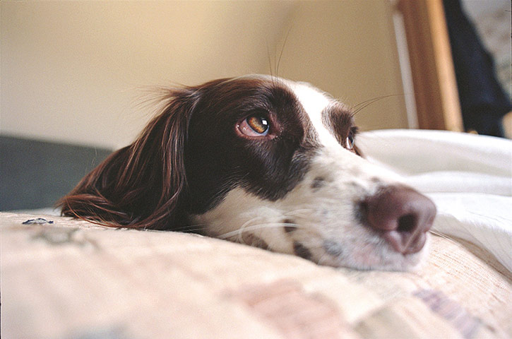 Guardian Camera Club: Alistair Haimes participates in the pet photography monthly assignment.