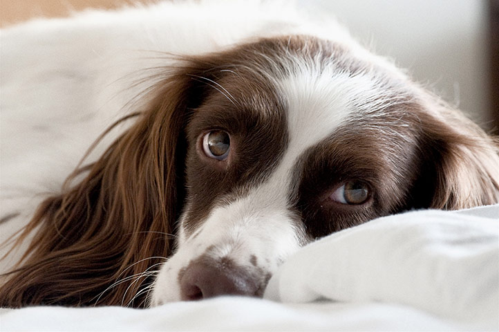 Guardian Camera Club: Alistair Haimes participates in the pet photography monthly assignment.