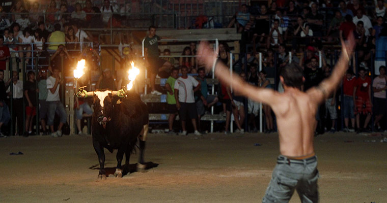Flaming bulls of Amposta: Flaming bulls of Amposta 
