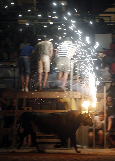 Flaming bulls of Amposta: Flaming bulls of Amposta 