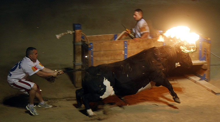 Flaming bulls of Amposta: Flaming bulls of Amposta 
