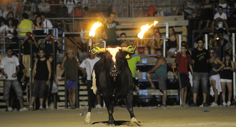 Flaming bulls of Amposta: Flaming bulls of Amposta 