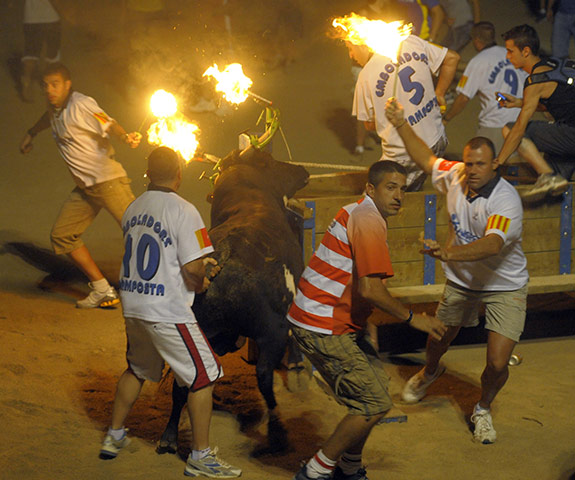 Flaming bulls of Amposta: Flaming bulls of Amposta 