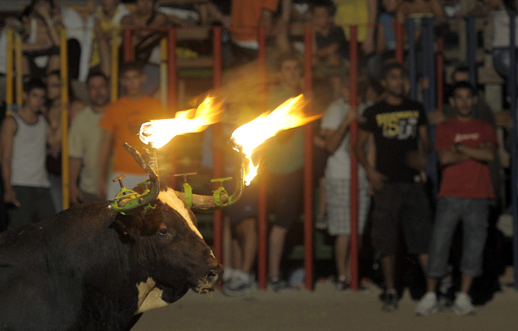 Flaming bulls of Amposta: Flaming bulls of Amposta 
