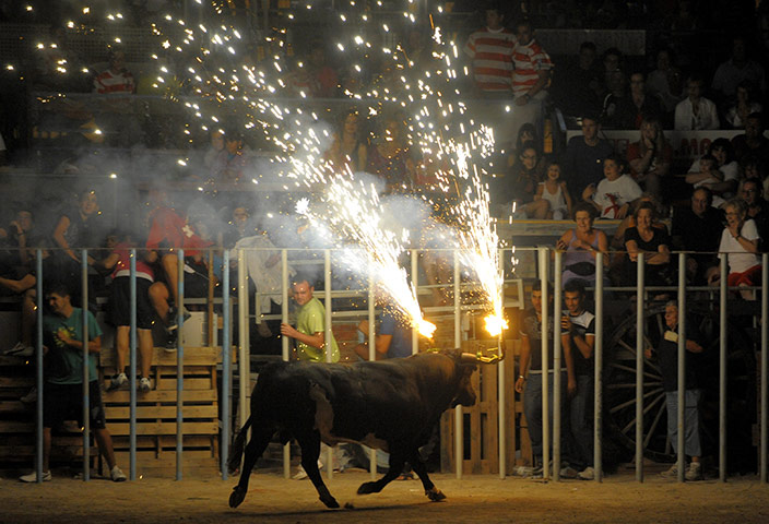 Flaming bulls of Amposta: Flaming bulls of Amposta 