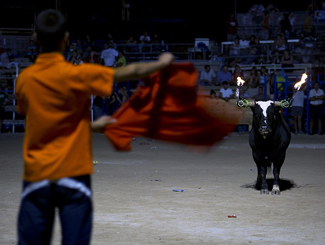 Flaming bulls of Amposta: Flaming bulls of Amposta 