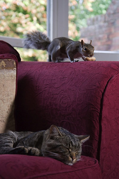 Guardian Camera Club: Justin Minns participates in the pet photography monthly assignment