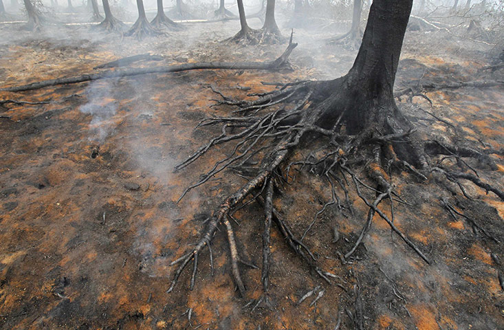 Russian wildfires: The burnt root of a tree outside the town of Elektrogorsk