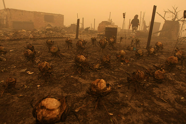 Russian wildfires: A man walks past burnt vegetables in the village of Mokhovoye