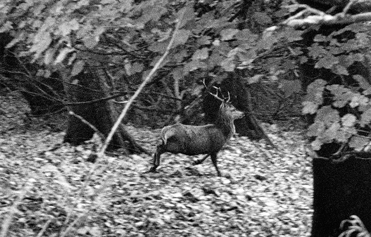 Edinburgh art festival: Alexander and Susan Maris, The Pursuit of Fidelity