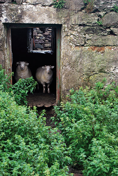 In Pictures: pairs: pair of sheep in Wales