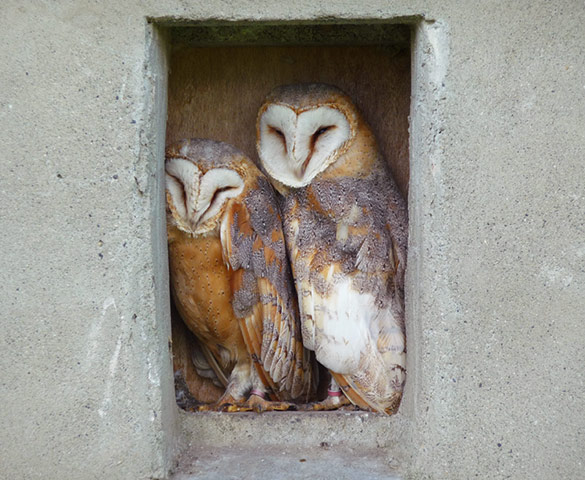 In Pictures: pairs: pair of owls
