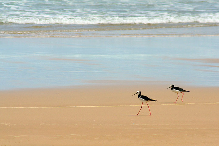 In Pictures: pairs: a pair of waders