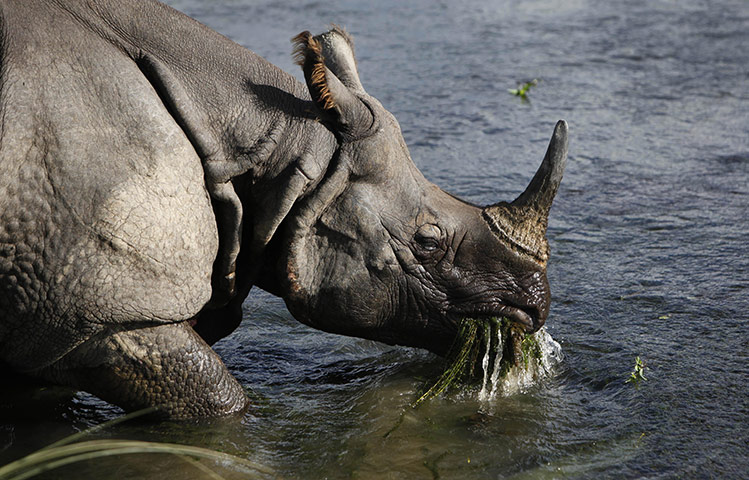 Week in wildlife: A greater one horned rhino eats water plants in Nepal