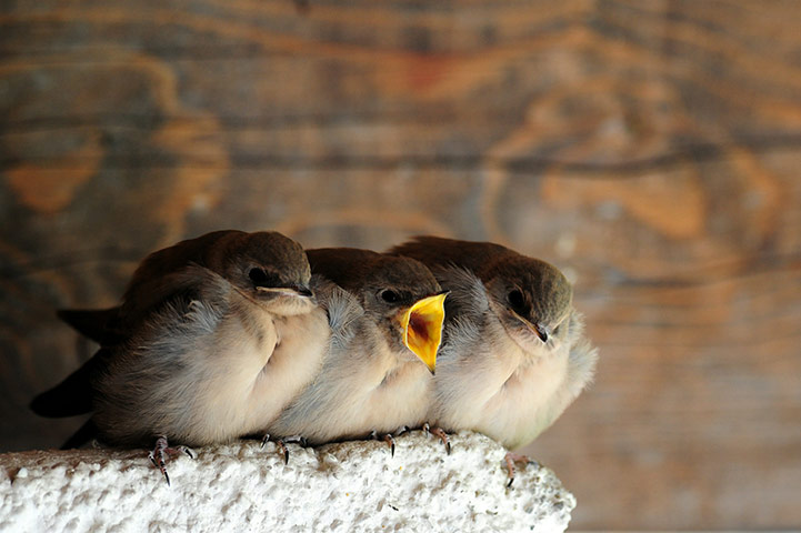 Week in wildlife: Birds under a roof  in Solda, Italy