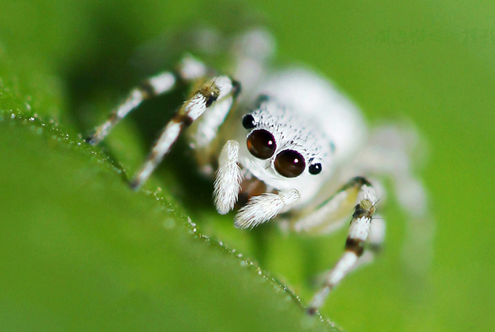 Week in wildlife: A spider in the Muzhao mountains, in China's Chongqing municipality